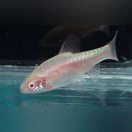Albino Cherry Barb