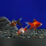Assorted Fantail Goldfish 2" (Lot of 4)