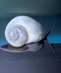 Assorted Mystery Snails Pack of 4