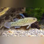 Fan Dance Goby