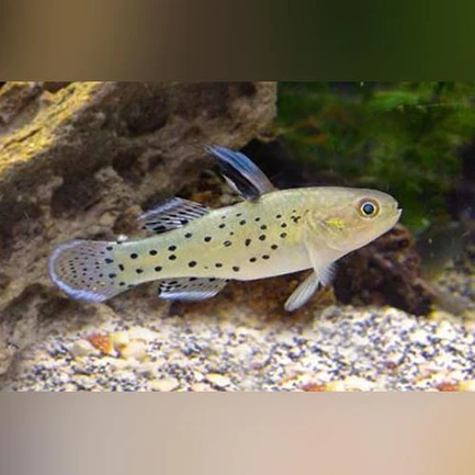 Fan Dance Goby