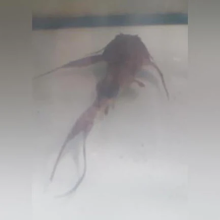 Goonch Catfish