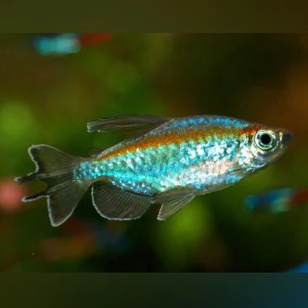 Congo Tetra (Lot of 4)