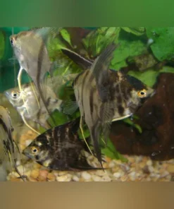 Assorted Angelfish Medium Size (Lot of 4)