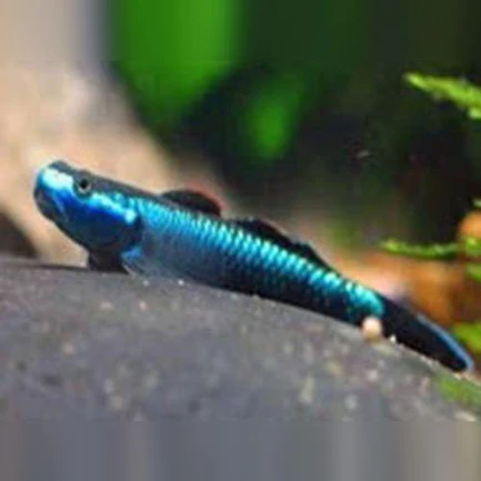 Neon Blue Stiphodon Goby