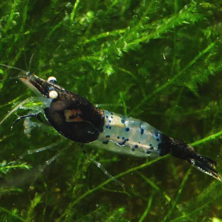 Black and Blue Rili Shrimp