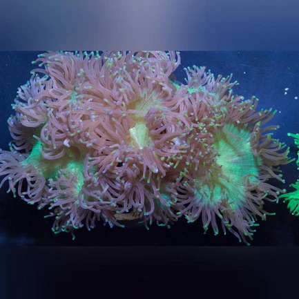 Elegance Coral