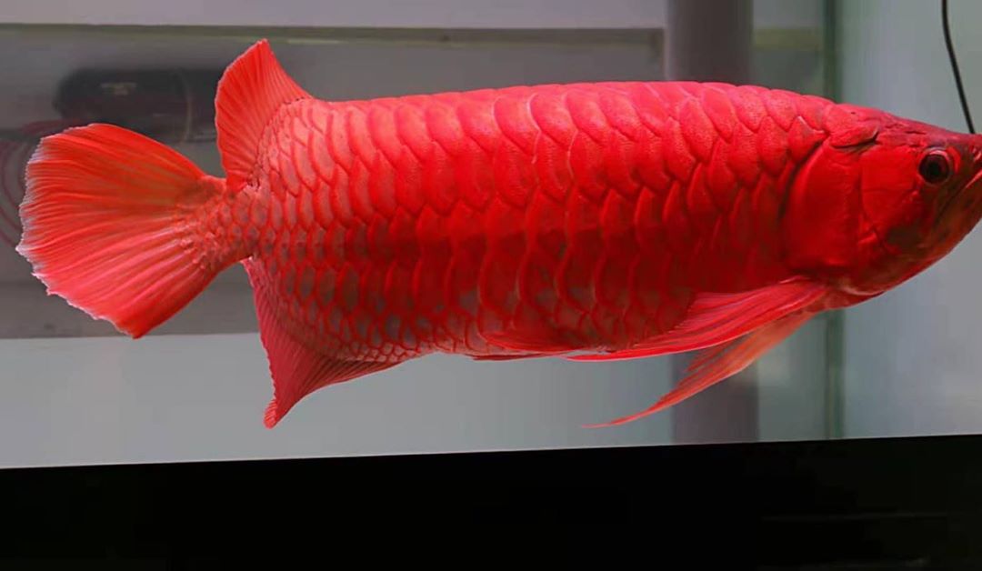 Super Red Arowana