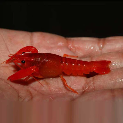 Neon Red Lobster