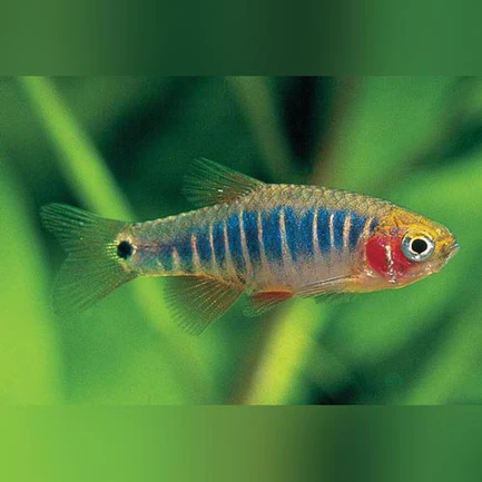 Micro Tiger Rasbora