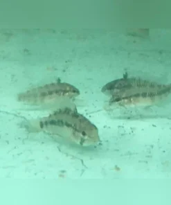 Apistogramma Set of 4 