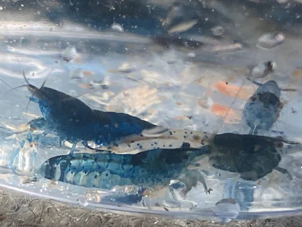 Blue Glaze Shrimp