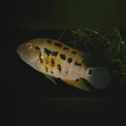 Atromaculatus Cichlid