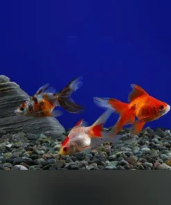 Red Fantail Goldfish