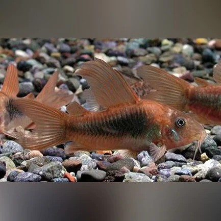 Long Fin Green Cory