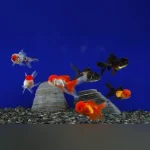 Red Oranda Goldfish