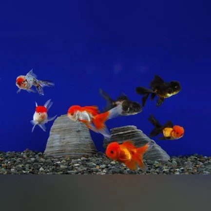 Red Oranda Goldfish