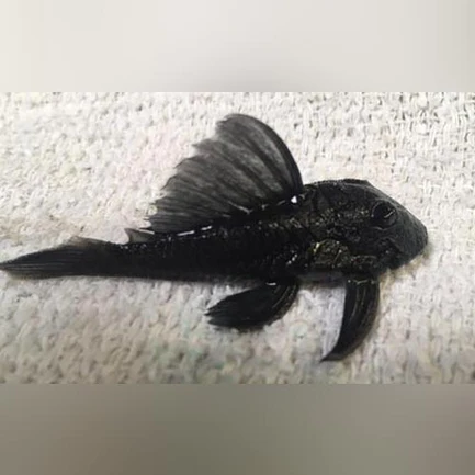 L-239 Blue Panaque Pleco