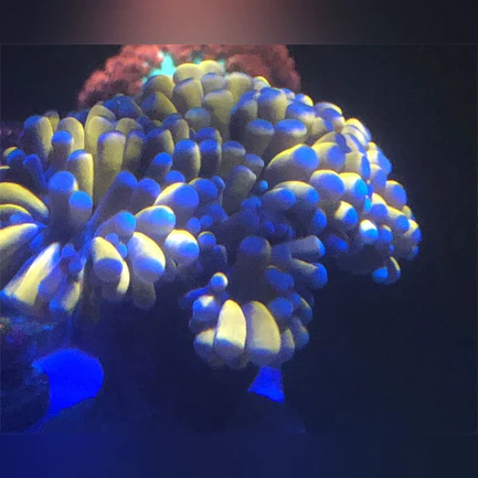 Gold Torch Coral