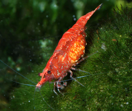 Red Cherry Shrimp