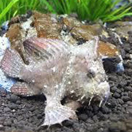 Frogfish
