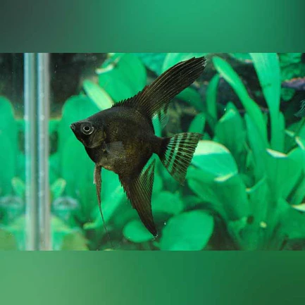 Full Black Angelfish
