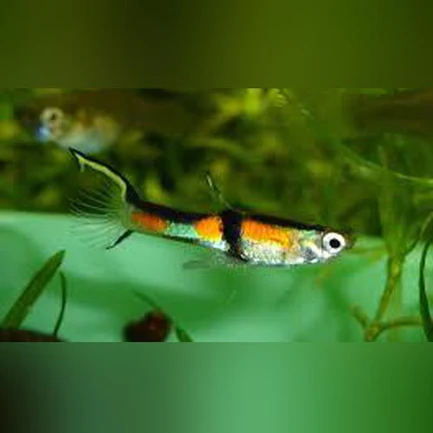 Rainbow Endler - Male