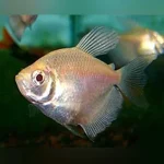 Long Fin White Skirt Tetra