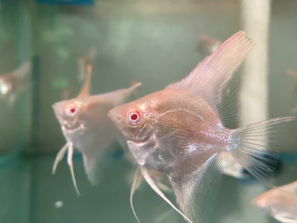 ALBINO Manacapuru Red Shoulder Angelfish