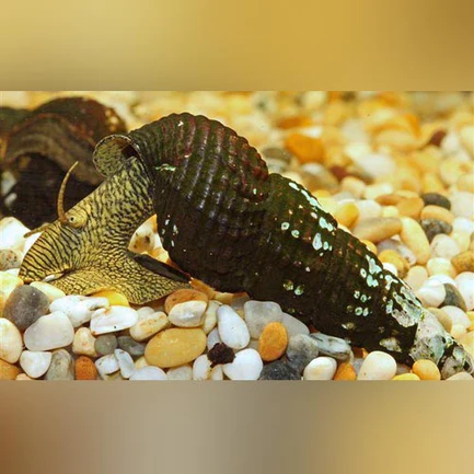 Yellow Rabbit Snail