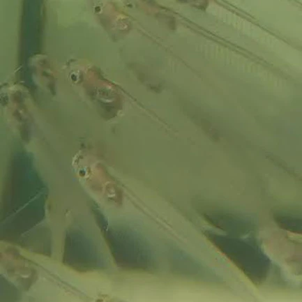 Glass Catfish