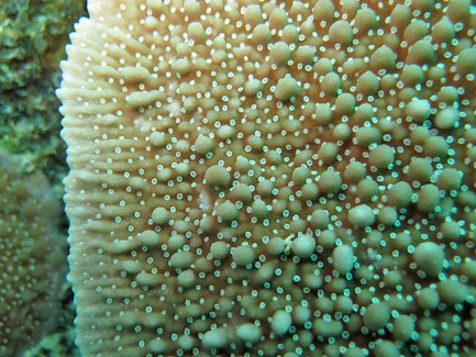 Green Danae Montipora Coral