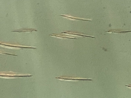 Three Lined Pencilfish