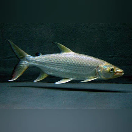 Tigerfish Goliath