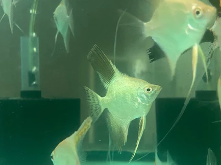 Bulgarian Seal Point Angelfish