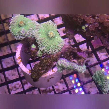 Green Mushroom Coral - Image 2