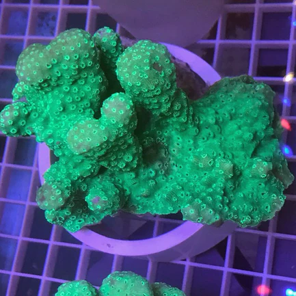 Green Pavona - Image 2