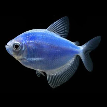 Cosmic Blue GloFish Tetra
