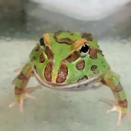 Pacman Frog Green