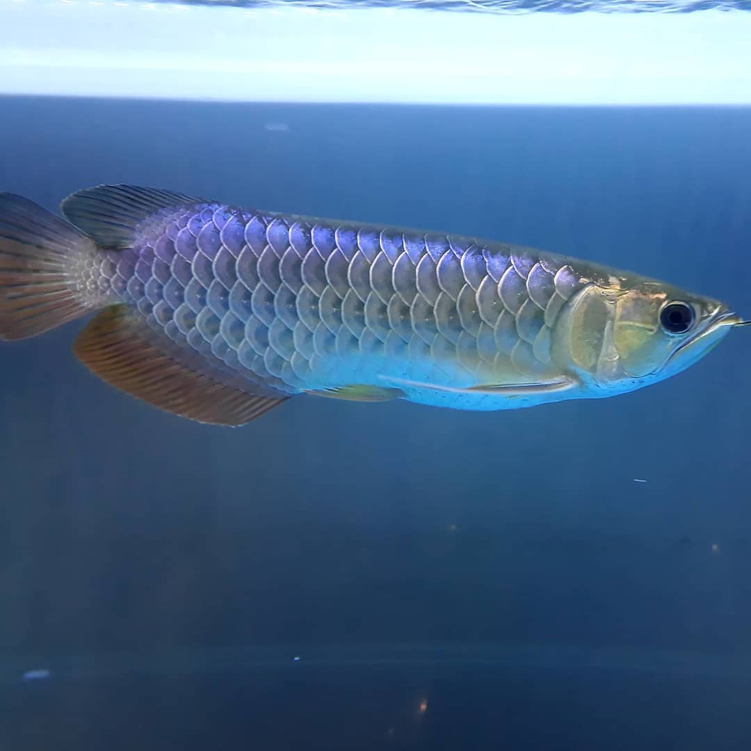 Blue Base Arowana Fish