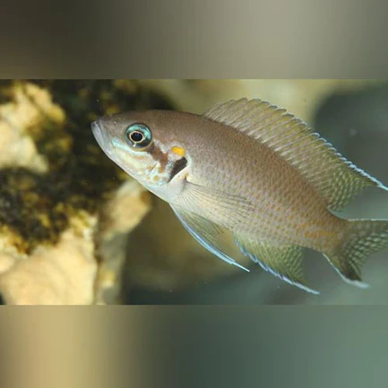 Brichardi Cichlid