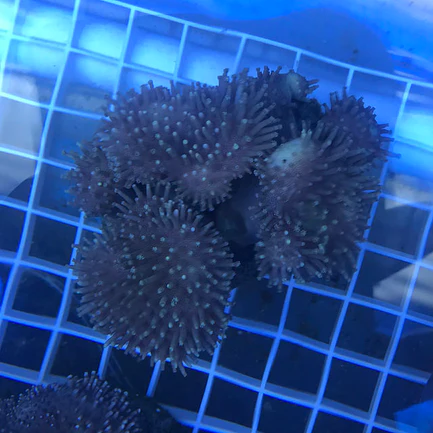Toadstool Coral