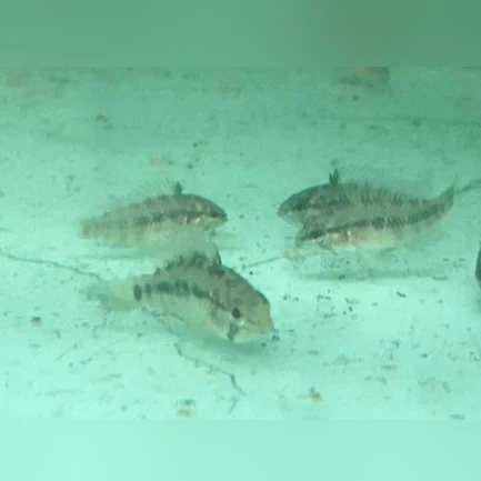 Apistogramma Agassizi