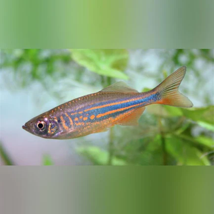 Giant Danio