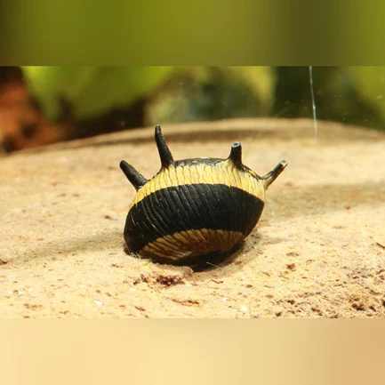 Thorny Sunshine Snail