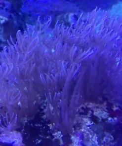Waving Hand - Blue Xenia
