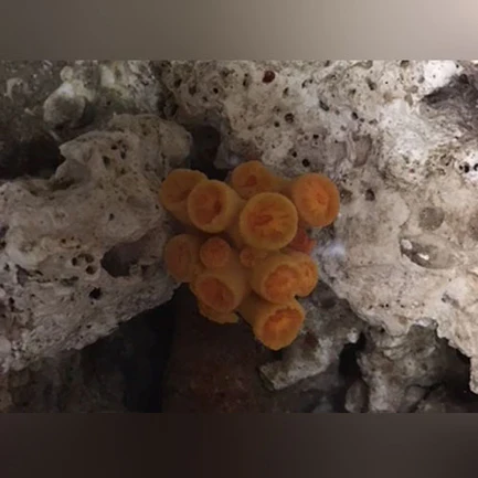 Yellow Sun Coral
