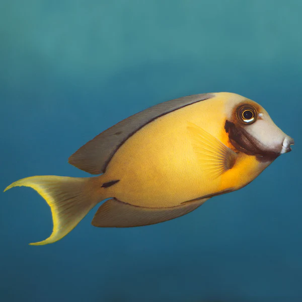 Chocolate Tang - Image 2