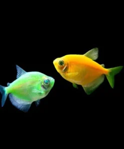 Assorted Glofish Tetra (6 Pack)
