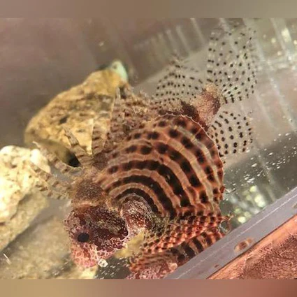 Dwarf Fuzzy Lionfish